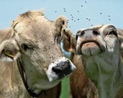 Für das Vieh sind Fliegen und Bremsen nicht ungefährlich, da sie infektiöse Augenentzündungen übertragen können. (Bild: Michel Canonica)