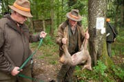 Das Luzerner Jagdgesetz wird nach über 25 Jahren revidiert. (Bild: Dominik Wunderli (Römerswil, 9. Oktober 2015))