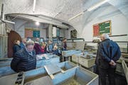 Blick in die Fischzuchtanlage der Korporation Luzern am Reusssteg 7. (Bild: Pius Amrein (Luzern, 29. April 2017))
