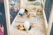 Auch wenn sie heuer nicht angefasst werden dürfen: Die Küken locken viele Besucher an. (Bild: Manuela Jans-Koch (Luzern, 30. März 2018))