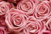 Rosen gelten als beliebtes Geschenk zum Valentinstag. (Bild: Keystone)