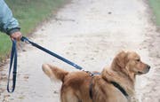 An der Leine geführter Hund. (Symbolbild Tanya Hasler/Neue LZ)