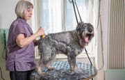 Doris Stillhardt verpasst Riesenschnauzer Mix eine sommertaugliche Frisur. (Bild: Nadia Schärli (Luzern, 10. April 2017))