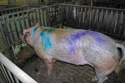 Dieser Eber wurde Opfer einer Farbspray-Attacke. (Bild: Luzerner Polizei)