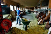 Agriviva vermittelt Arbeitseinsätze auf Bauernhöfen. (Bild: Agriviva.ch)