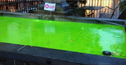 Brunnenvergifter? Der fluoreszierende Stoff Uranin gilt als unbedenklich und wird oft bei Durchflusstests verwendet. (Bild: Screenshot facebook.com/junge Grüne Kanton Luzern)
