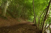 Wald beim Fährihus am Rotsee wird aufgewertet. (Bild: PD)