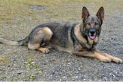 Bild: PD/Luzerner Polizei