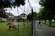Das Tiergehege am Alpenquai in Zug erfreut die Flanierenden. Es gehört seit Ende des 19. Jahrhunderts zum Stadtbild. (Bild: Stefan Kaiser / Neue ZZ)