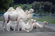 Kamele gehören zu den Tierattraktionen im Knie (Bild: Corinne Glanzmann (Luzern, 20. Juli 2017))