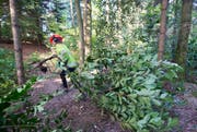 Ein Mitarbeiter der Stadtgärtnerei Luzern trägt einen gefällten Baum weg. (Bild: Keystone / Urs Flüeler)