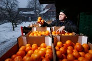 Cornel Andermatt ist mit den Orangen zufrieden. Am Sonntag und Montag werden sie an die Fasnächtler verteilt. (Bild Stefan Kaiser)