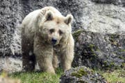Bärin Fränzi geht auf Futtersuche. (Bild: Alexandra Wey / Keystone (Goldau, 17. Januar 2018))