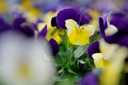 Blumen, Blumen - überall Blumen. (Symbolbild Pius Amrein/ Neue LZ)