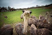 Was guckst du? In Sempach befindet sich die grösste Straussenfarm des Kantons Luzern. (Bild Pius Amrein)