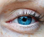 Auge / Lid (Bild: Dittrich/Caro)