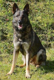 Polizeihund Xando. (Bild: Luzerner Polizei)