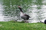 Langfristig soll die Graugans-Population am Zugersee 50 bis 60 Tiere umfassen. (Bild: Werner Schelbert / Neue ZZ)
