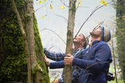 Urs Jann (links) und Franz De Baere inspizieren einen ausgewählten Baum. (Bild David Eppenberger)
