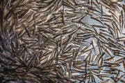 Ein Blick in einen Fischtank des Fischereivereins Reuss Luzern. Hier werden junge Forellen aufgezogen. (Bild: Pius Amrein (Perlen, 28. März 2017))