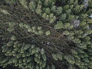 Blick von einer Drohne in den zerstörten Wald. (Bild: Pius Amrein (Lieli, 8. Januar 2018))