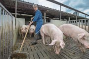 Schweinebäuerin Brigitte Käslin beim Ausmisten des Stalls. Dieser gilt gemäss Branchenverband als mustergültig. (Bild: Pius Amrein (Nottwil, 9. August 2017))