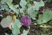 Ein Kohlrabi aus dem eigenen Garten - der Lohn für die Arbeit. (Bild: Dominik Wunderli / Neue LZ)