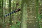 Der Kanton Schwyz hat eine erfolgreiche Hochwildjagd hinter sich. (Symbolbild LZ)