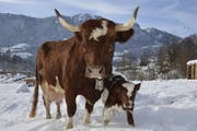 Evolènerkuh Soraja mit Kalb Sabor (Bild: PD)