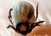Zecken sorgen in der Schweiz mit Abstand für die meisten Unfälle mit kleinen Insekten. (Bild: Archiv Keystone)