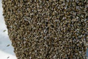 Bienen haben sich an einem Blumentopf niedergelassen. (Bild: Stefan Kaiser)
