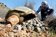 Ein UNO-Experte inspiziert in der Nähe der libanesischen Stadt Ouazaiyeh eine Streubombe, die von Israel im Krieg gegen die Hisbollah abgeworfen worden war. (Bild: Keystone/Mohammed Zaatari)