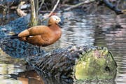 Soll aus den Luzerner Seen verschwinden: die aus Asien und Nordafrika eingeführte Rostgans. (Bild: Alamy)