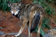 Der SVP-Vorstoss verlangt unter anderem wolfsfreie Zonen im Kanton. (Symbolbild Keystone)