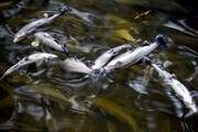 Tote Fische in einem Bach. (Symbolbild) (Archivbild Neue LZ)