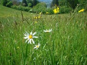 Meggen hat viele Blumenwiesen. Nun sollen Ökoflächen vernetzt und aufgewertet werden. (Bild pd)