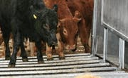 Schlachttiere sollten möglichst nah am Herkunftsort geschlachtet werden, fordert eine Kommission. (Bild Nadia Schärli/Neue LZ)