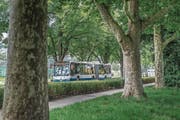 Alleen mit verschiedenen Baumarten wie an der Horwerstrasse sind weniger anfällig auf Schädlinge. (Bild: Boris Bürgisser (Luzern, 12. August 2016))