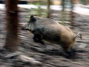 Treiben Aargauer Jäger zur Verzweiflung: Wildschweine (Archiv) (Bild: Keystone)