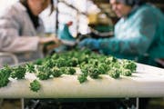 Viele Anbieter versuchen, mit legalen Cannabisprodukten gutes Geld zu machen. (Bild: Christian Beutler/Keystone)