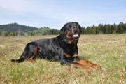 Der Polizeihund 'Max vom Hallwilersee'. (Bild: Kantonspolizei Schwyz)