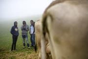 Asylbewerber aus Eritrea machen ein Foto von Kuehen, an der traditionellen Viehschau, am Mittwoch, 21. September 2016, in Trogen. (Bild: KEYSTONE/Gian Ehrenzeller)