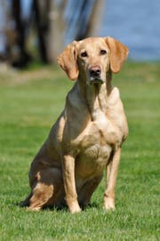 Maintrailing-Hund Aïka der Kantonspolizei Schwyz. (Bild: Kapo Schwyz)