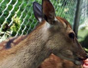 Eine Hirschkuh im Tierpark Goldau (Archivbild Dorothea Müller/Neue LZ)