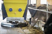 Der Fütterungsroboter sorgt für Nachschub. (Bild: Stefan Kaiser (Hünenberg, 27. Oktober 2017))