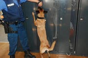 Der Polizeispürhund bei der Arbeit. (Bild: Zuger Polizei)