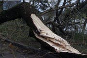 Dieser Baum am Lauerzersee hielt dem Föhnsturm im Jahr 2000 nicht stand. (Bild: Archiv / Neue SZ)