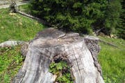Ein Wurzelstock im Gebiet Glaubenbielen. (Bild: Markus von Rotz / OZ (Giswil, 7. Dezember 2017))