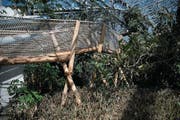 Der neue Gorilla-Trail im Tropenhaus. (Bild: Nadia Schärli (Wolhusen, 30. März))