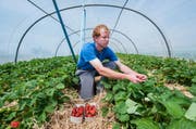 David Bühlmann erntet auf dem familieneigenen Hof in Rothenburg frische Erdbeeren. (Bild: Boris Bürgisser / Neue LZ)